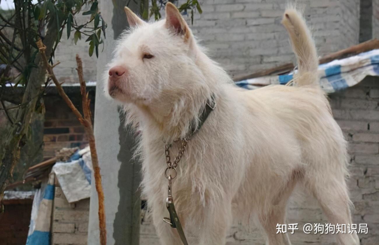 寻宝之旅：全新下司犬佳选上市啦！