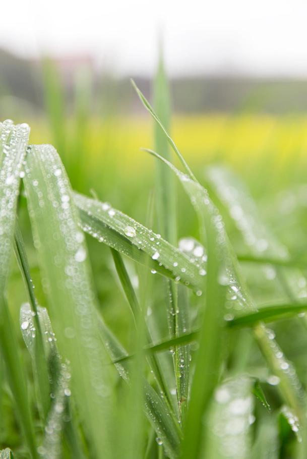 春雨软件全新升级版：春意盎然，雨润心田，尽享最新体验